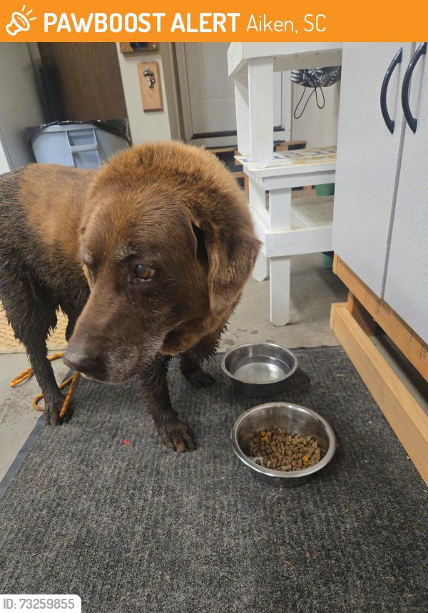 Found/Stray Unknown Dog last seen Knowledge and Parkside Drive, Aiken, SC 29803