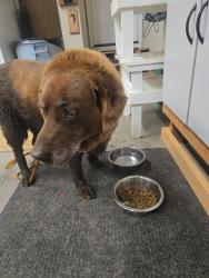 Found/Stray Unknown Dog last seen Knowledge and Parkside Drive, Aiken, SC 29803