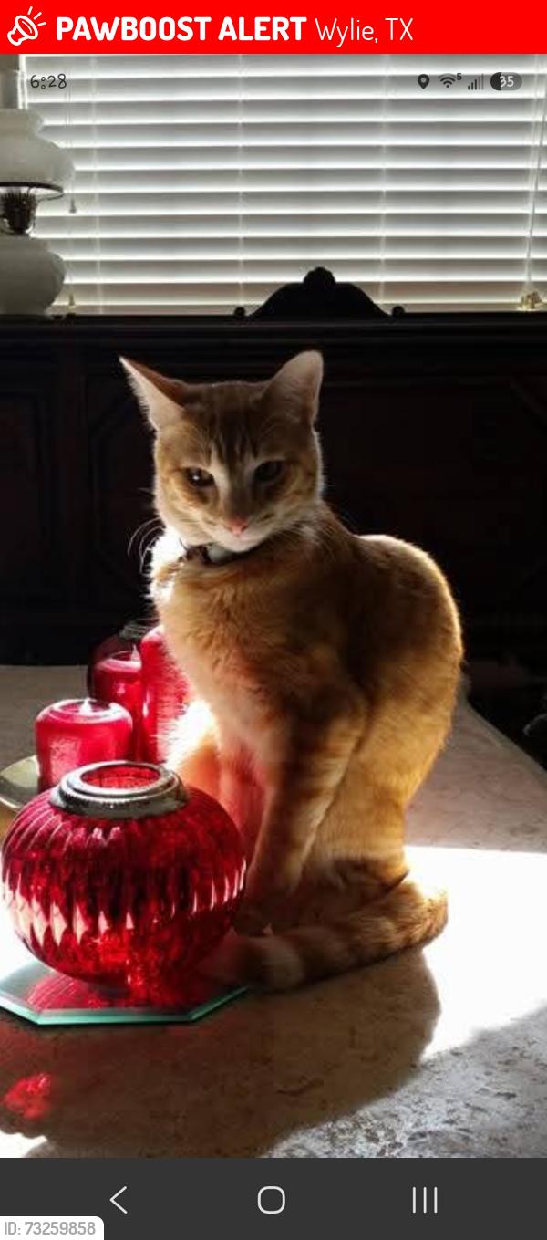Lost Male Cat last seen Jefferson & N Carriage hse Way, Wylie, TX 75098