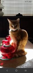 Lost Male Cat last seen Jefferson & N Carriage hse Way, Wylie, TX 75098