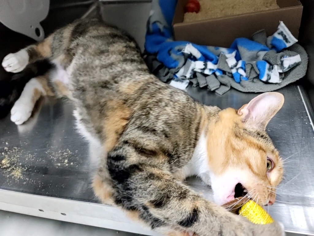 Shelter Stray Female Cat last seen STATEN ISLAND, NY, 10309, 3139 Veterans Rd W, Staten Island, NY 10309, USA