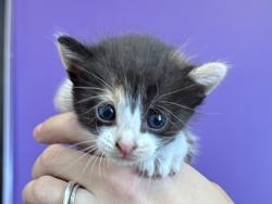 Shelter Stray Female Cat last seen Near E 8425 S, UNINCORPORATED COUNTY, UT, 84094, 511 W 3900 S, Salt Lake City, UT 84123, USA