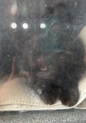 Shelter Stray Unknown Cat last seen Near S Rio Grande Street, SALT LAKE CITY, UT, 84101, 511 W 3900 S, Salt Lake City, UT 84123, USA