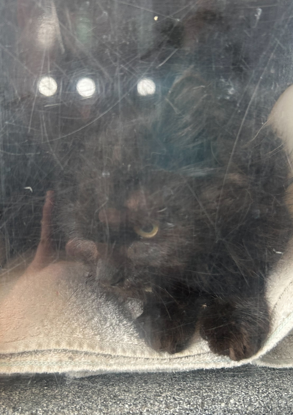 Shelter Stray Unknown Cat last seen Near S Rio Grande Street, SALT LAKE CITY, UT, 84101, 511 W 3900 S, Salt Lake City, UT 84123, USA