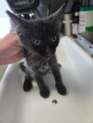 Shelter Stray Female Cat last seen Near S 300 E, MILLCREEK, UT, 84107, 511 W 3900 S, Salt Lake City, UT 84123, USA