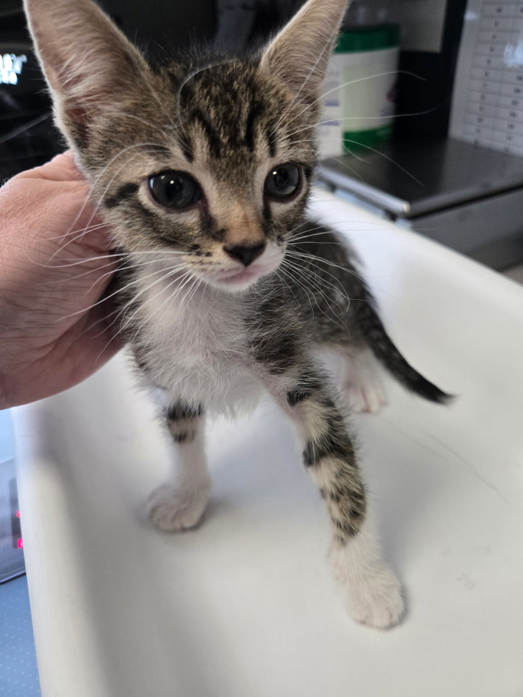Shelter Stray Male Cat last seen Near S 300 E, MILLCREEK, UT, 84107, 511 W 3900 S, Salt Lake City, UT 84123, USA