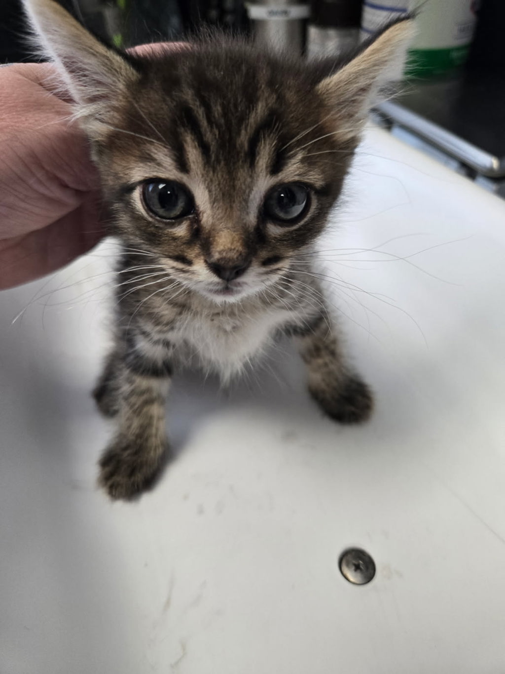 Shelter Stray Male Cat last seen Near S 300 E, MILLCREEK, UT, 84107, 511 W 3900 S, Salt Lake City, UT 84123, USA