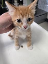 Shelter Stray Male Cat last seen Near S 300 E, MILLCREEK, UT, 84107, 511 W 3900 S, Salt Lake City, UT 84123, USA