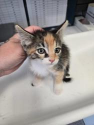 Shelter Stray Female Cat last seen Near S 300 E, MILLCREEK, UT, 84107, 511 W 3900 S, Salt Lake City, UT 84123, USA