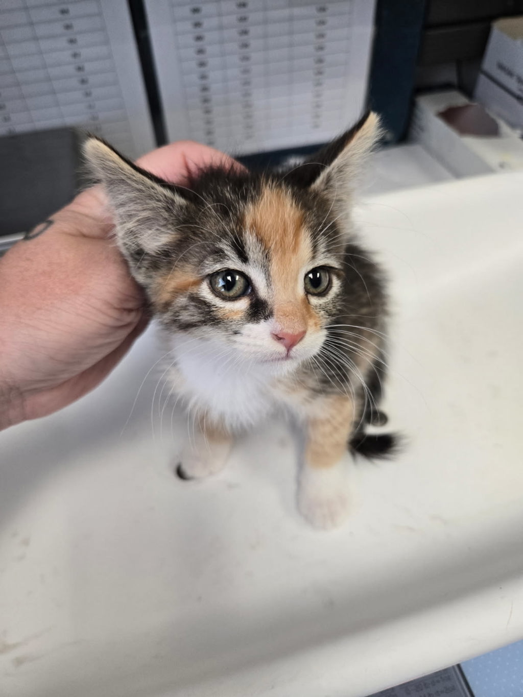 Shelter Stray Female Cat last seen Near S 300 E, MILLCREEK, UT, 84107, 511 W 3900 S, Salt Lake City, UT 84123, USA