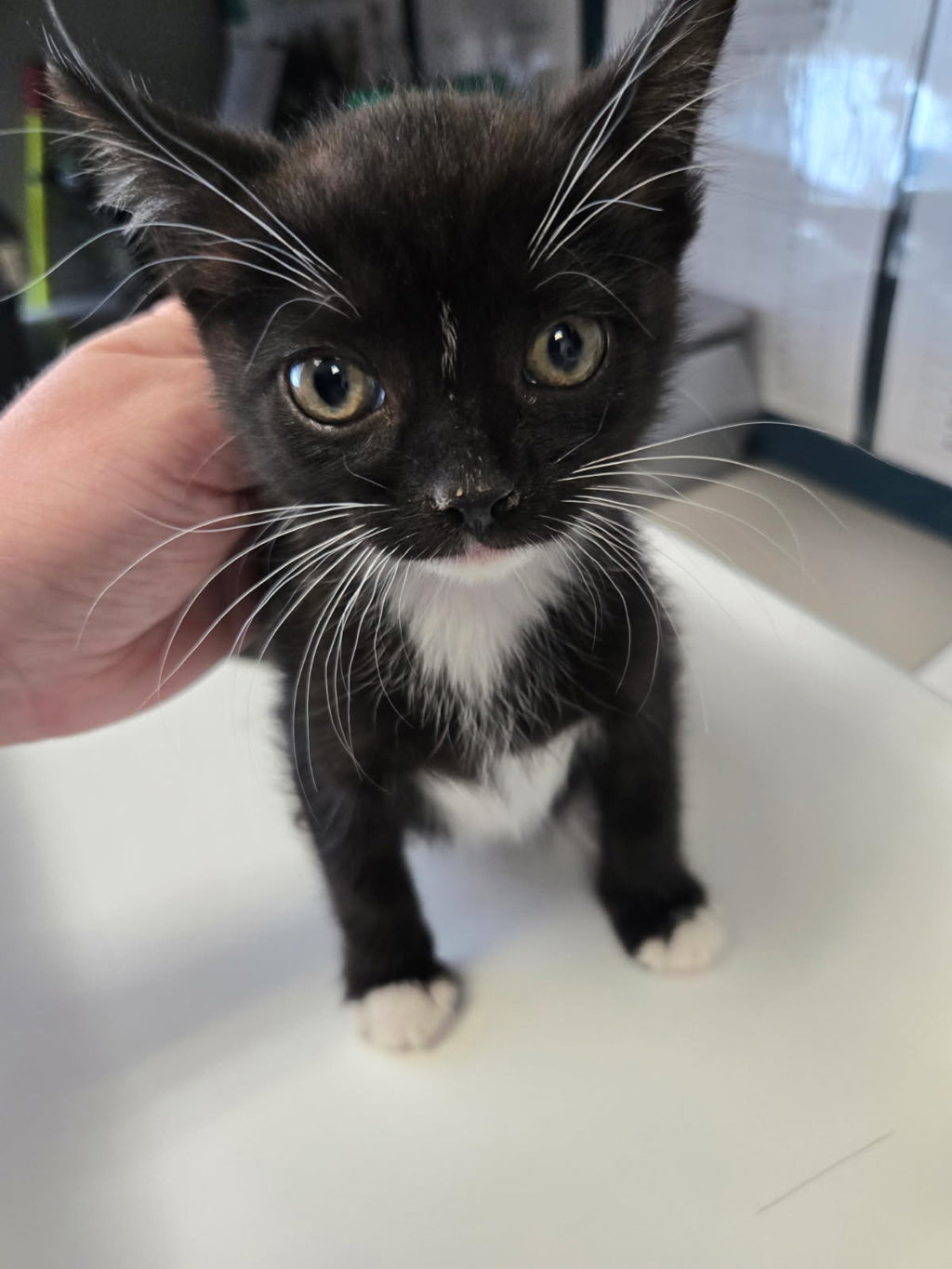 Shelter Stray Male Cat last seen Near S 300 E, MILLCREEK, UT, 84107, 511 W 3900 S, Salt Lake City, UT 84123, USA