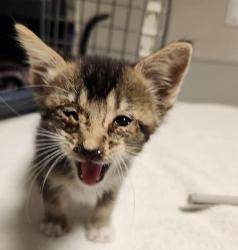 Shelter Stray Female Cat last seen Near Baldwin Street, OAKLAND, CA, 94621, 8323 Baldwin St, Oakland, CA 94621, USA