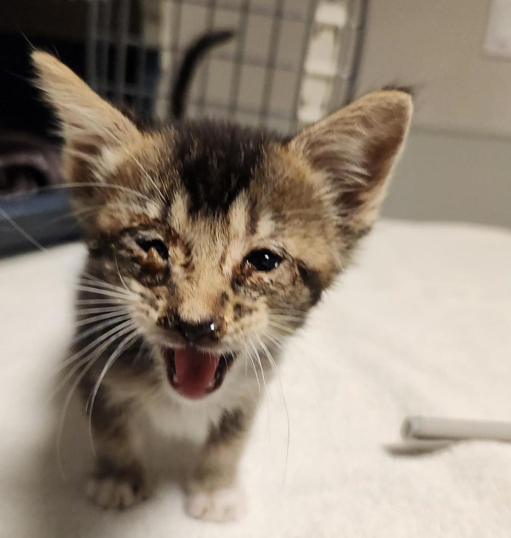 Shelter Stray Female Cat last seen Near Baldwin Street, OAKLAND, CA, 94621, 8323 Baldwin St, Oakland, CA 94621, USA