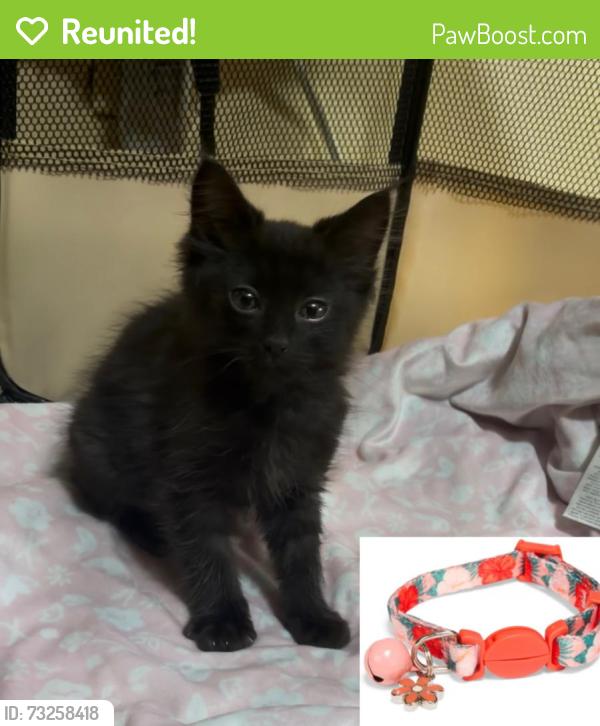 Reunited Female Cat last seen Edinger & Flower, Santa Ana, CA 92707