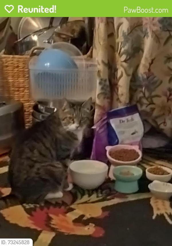 Reunited Male Cat last seen Auburn and midler, Cranston, RI 02910
