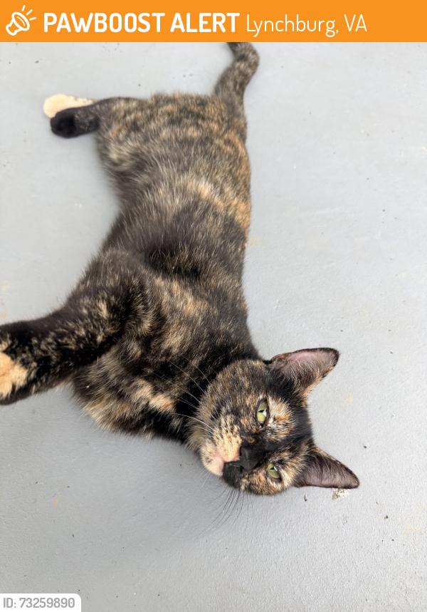 Found/Stray Female Cat last seen Russel street, Lynchburg, VA 24501