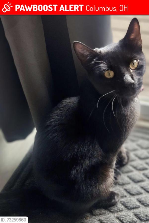 Lost Female Cat last seen E Broad and Banickburn, Columbus, OH 43004