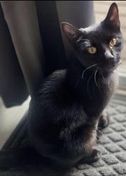 Lost Female Cat last seen E Broad and Banickburn, Columbus, OH 43004
