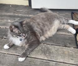Reunited Male Cat last seen Highlands Blvd and Central Ave, Sonoma, CA 95476