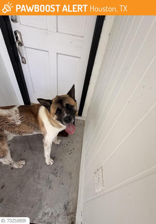 Found/Stray Male Dog last seen Nicole woods, Houston, TX 77047