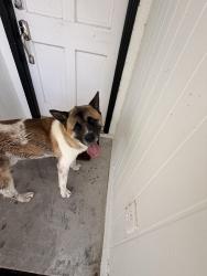 Found/Stray Male Dog last seen Nicole woods, Houston, TX 77047