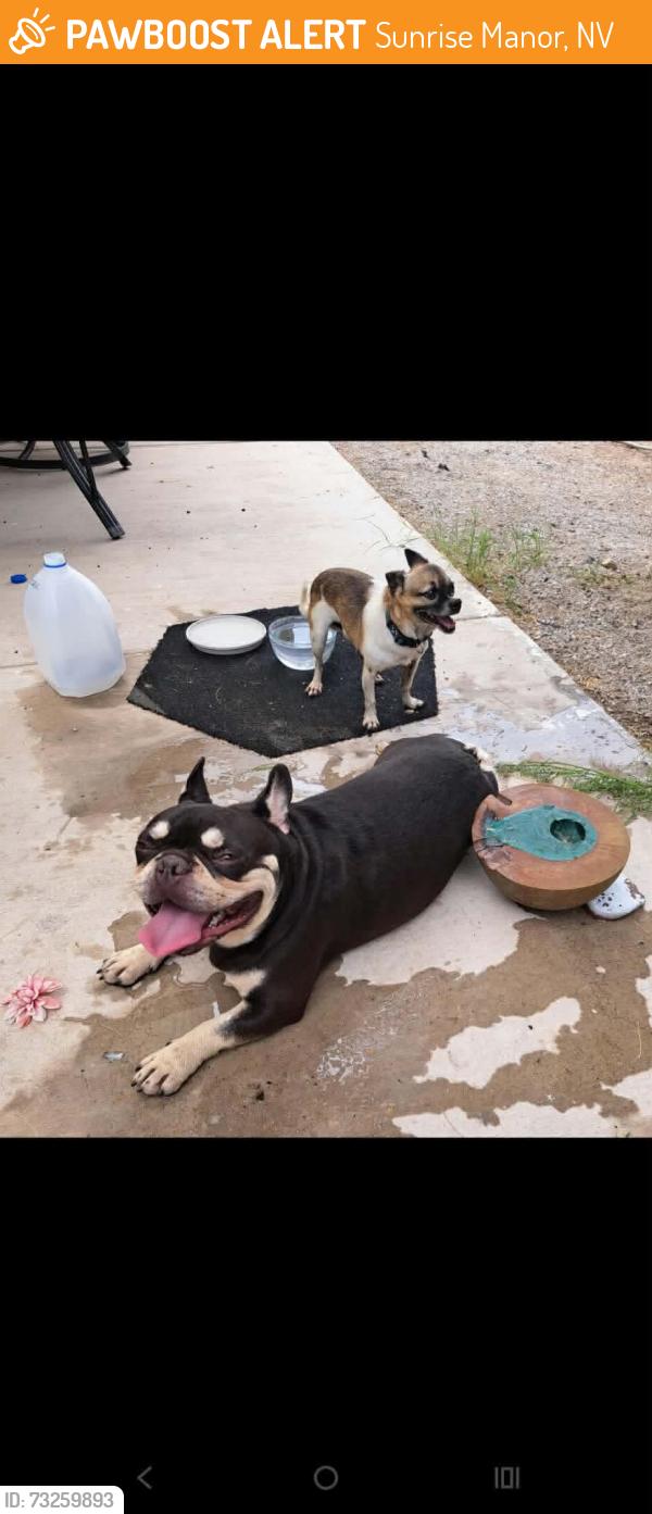 Found/Stray Unknown Dog last seen Bowstring Dr, Sunrise Manor, NV 89142
