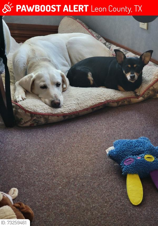 Lost Female Dog last seen Near 977 W & 2485 in the Normangee / Leona area, Leon County, TX 77871