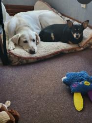 Lost Female Dog last seen Near 977 W & 2485 in the Normangee / Leona area, Leon County, TX 77871