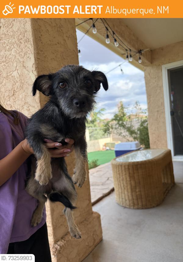 Found/Stray Female Dog last seen Cartegenia and Guadiana SW, Albuquerque, NM 87121