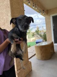 Found/Stray Female Dog last seen Cartegenia and Guadiana SW, Albuquerque, NM 87121