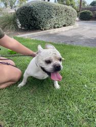 Found/Stray Male Dog last seen pioneer park, San Dimas, CA 91773