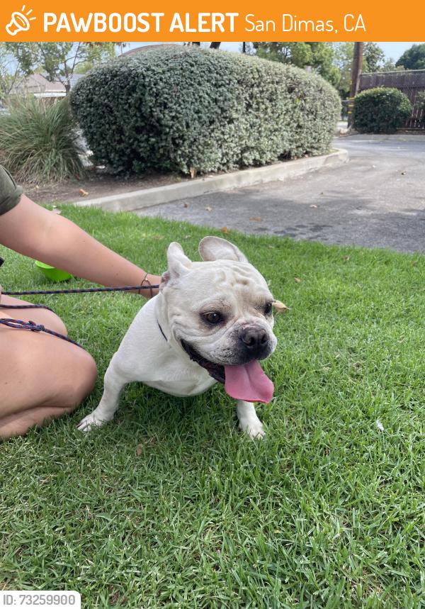 Found/Stray Male Dog last seen pioneer park, San Dimas, CA 91773