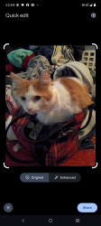 Lost Male Cat last seen Pawnee and hydraulic, Wichita, KS 67211