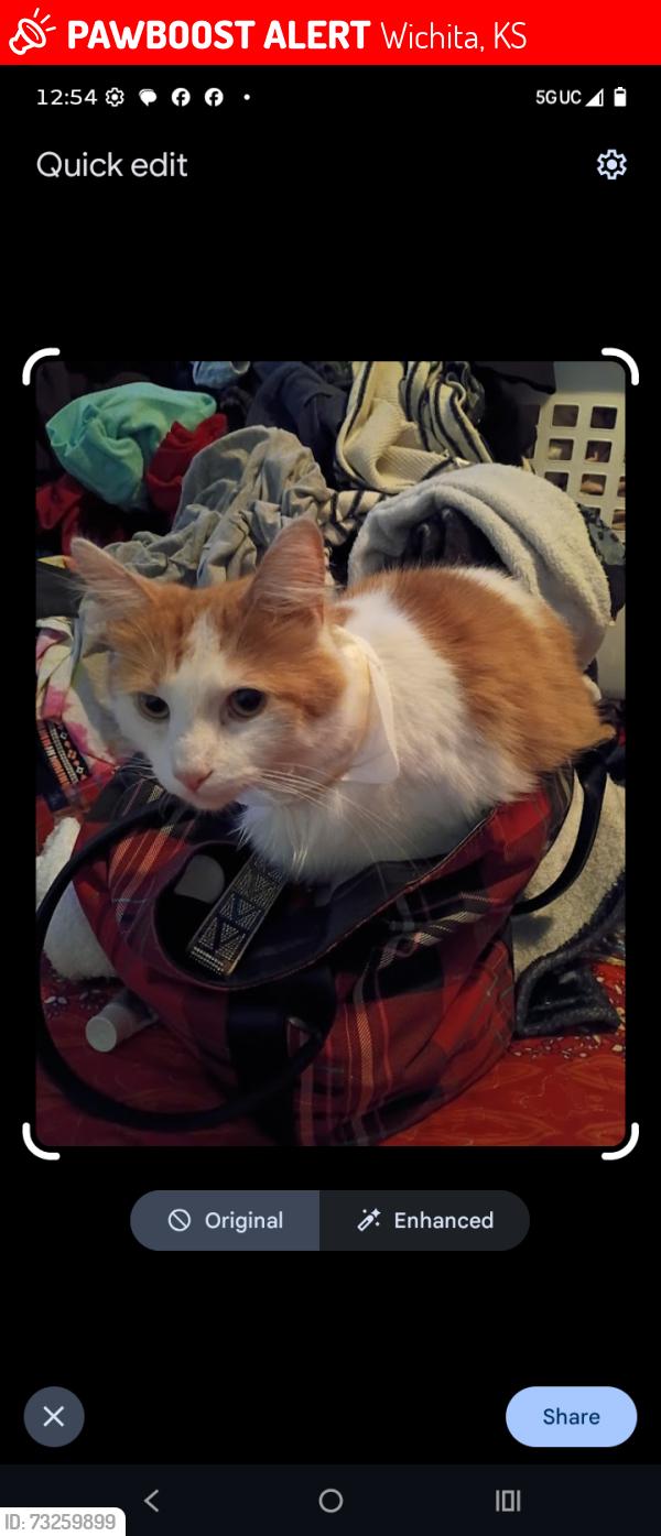 Lost Male Cat last seen Pawnee and hydraulic, Wichita, KS 67211