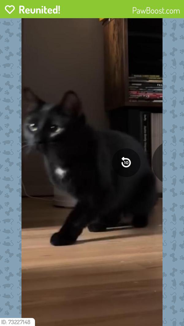 Reunited Female Cat last seen 103st 20ave, Edmonton, AB T6J 6L9
