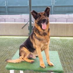 Shelter Stray Male Dog last seen , 361 S Raymond Ave, Pasadena, CA 91105, USA