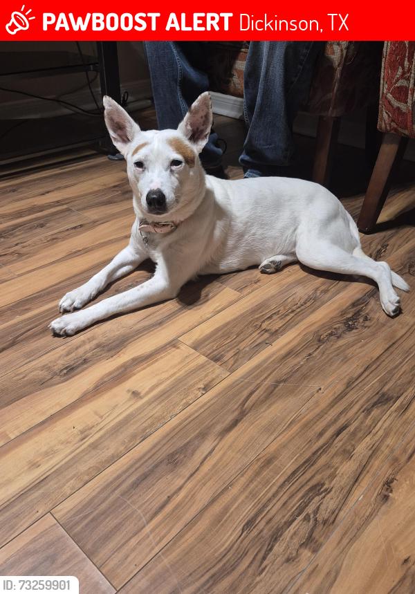 Lost Female Dog last seen California by Texco, Dickinson, TX 77539
