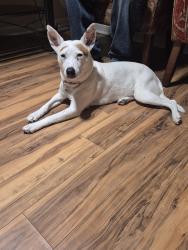 Lost Female Dog last seen California by Texco, Dickinson, TX 77539