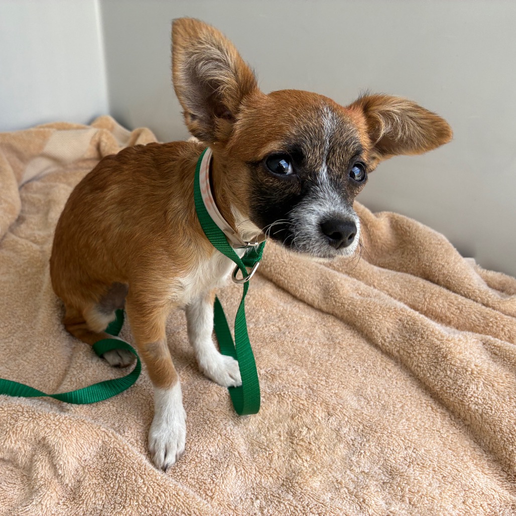 Shelter Stray Female Dog last seen , 361 S Raymond Ave, Pasadena, CA 91105, USA