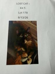 Lost Female Cat last seen Sunwest Resort Village, Casa Grande, AZ 85122