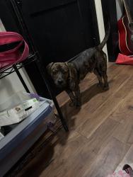 Found/Stray Male Dog last seen Oak, Louisville, KY 40210