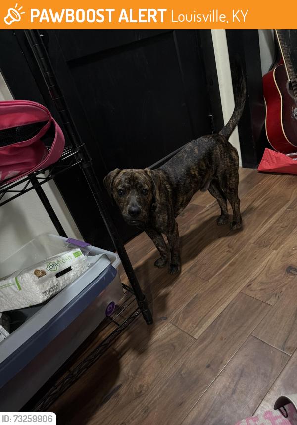 Found/Stray Male Dog last seen Oak, Louisville, KY 40210