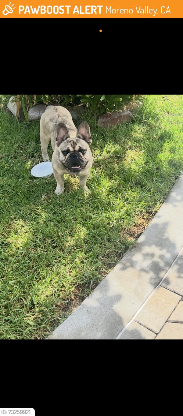 Surrendered Male Dog last seen Boeing, Moreno Valley, CA 92553
