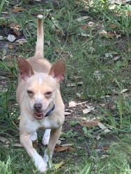 Reunited Male Dog last seen Cullen Blvd, Houston, TX 77051