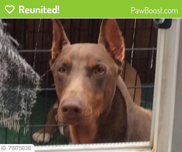 Reunited Male Dog last seen Green valley Ranch area, Denver, CO 80249