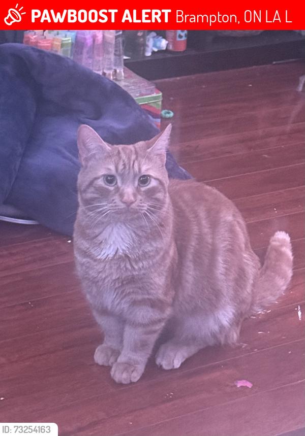 Lost Male Cat last seen Near earlsbridge dr, Brampton, ON L7A 2L8