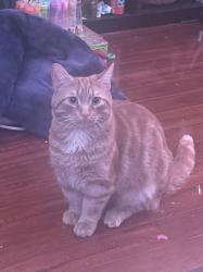 Lost Male Cat last seen Near earlsbridge dr, Brampton, ON L7A 2L8
