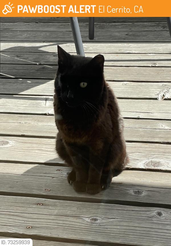 Found/Stray Unknown Cat last seen Moeser and Shevlin, El Cerrito, CA 94530