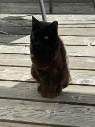 Found/Stray Unknown Cat last seen Moeser and Shevlin, El Cerrito, CA 94530