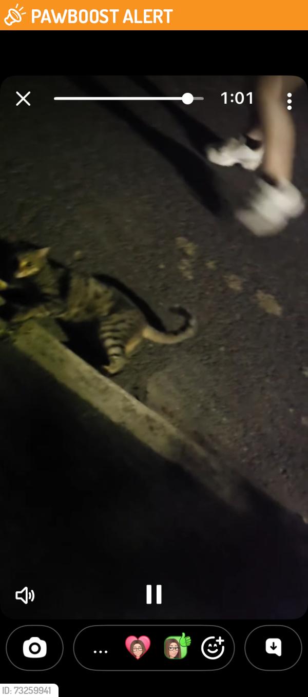 Found/Stray Male Cat last seen Not sure, Tandem, England HD5 0AR